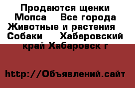 Продаются щенки Мопса. - Все города Животные и растения » Собаки   . Хабаровский край,Хабаровск г.